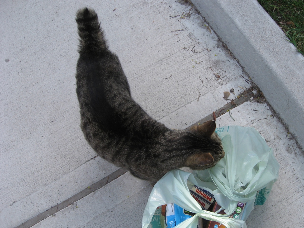 CAT ABOUT TOWN Stubtail cat