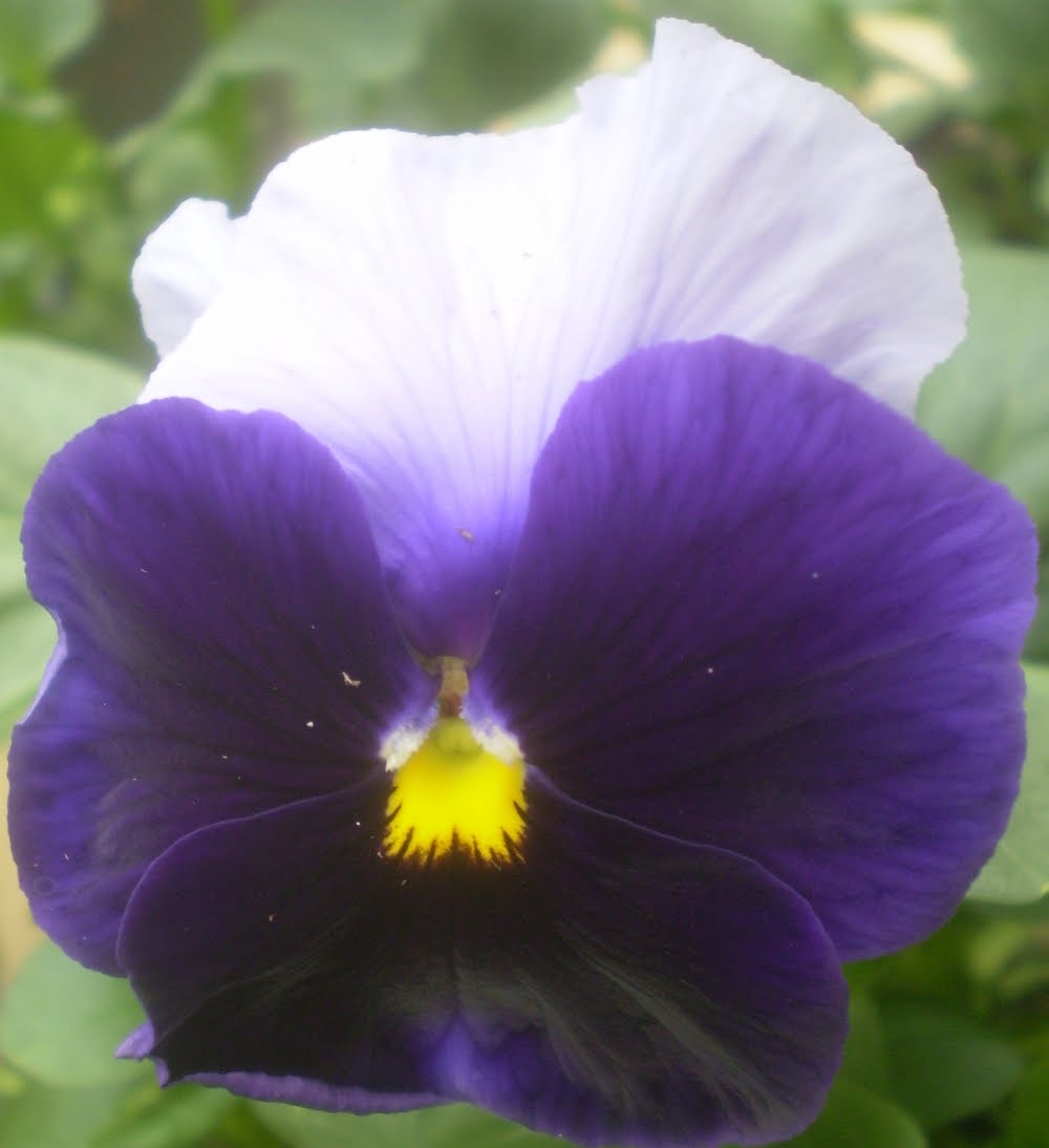 Plants are the Strangest People: Pretty pictures: Viola cvv.