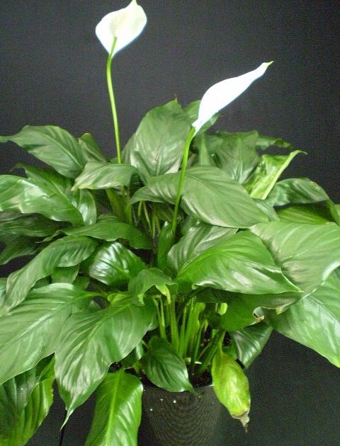 common house plants for funerals plants are the strangest funeral plants part ii common house plants for funerals plants are the strangest funeral plants part ii