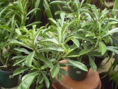 Adenium Care