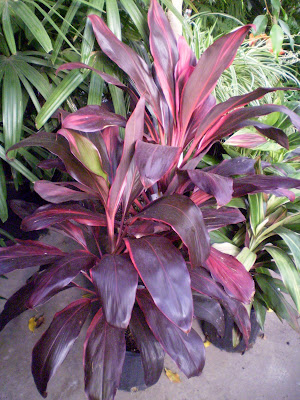 Cordyline Baby Doll