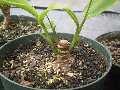 Cordyline Propagation