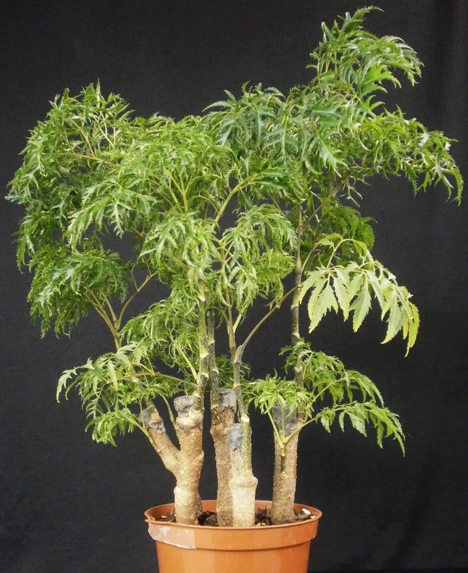 Plants Are The Strangest People A Final Six Plants I39m Not Plants Are The Strangest People A Final Six Plants I39m Not