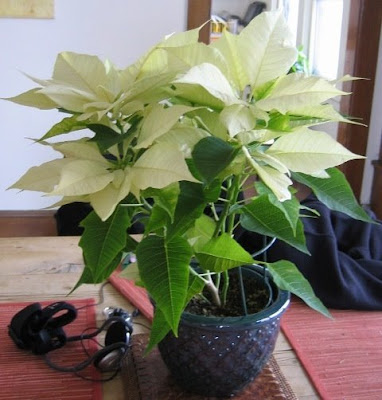 euphorbia+pulcherrima+%28pepperomia%29.jpg