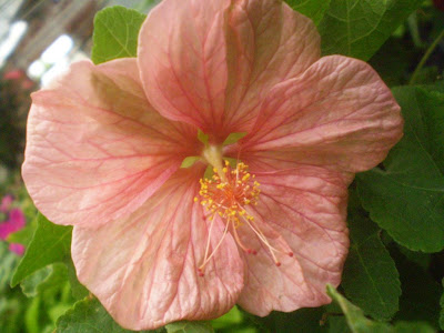 Abutilon Spp