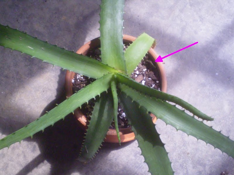 [aloe+greatheadii+var+davyana+w+offset+(own).jpg]