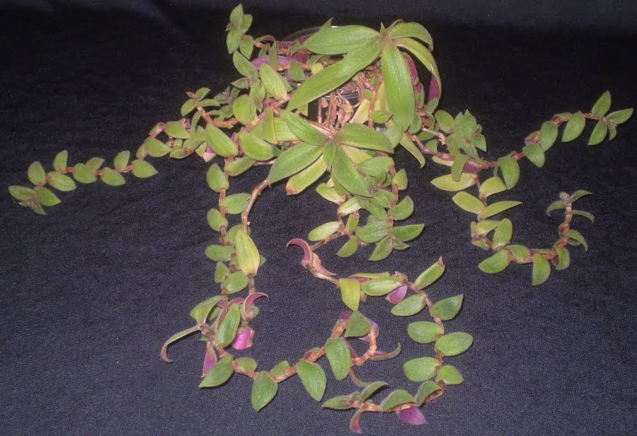 (lipstick plant) nematanthus gregarius goldfish plant. (lipstick plant)