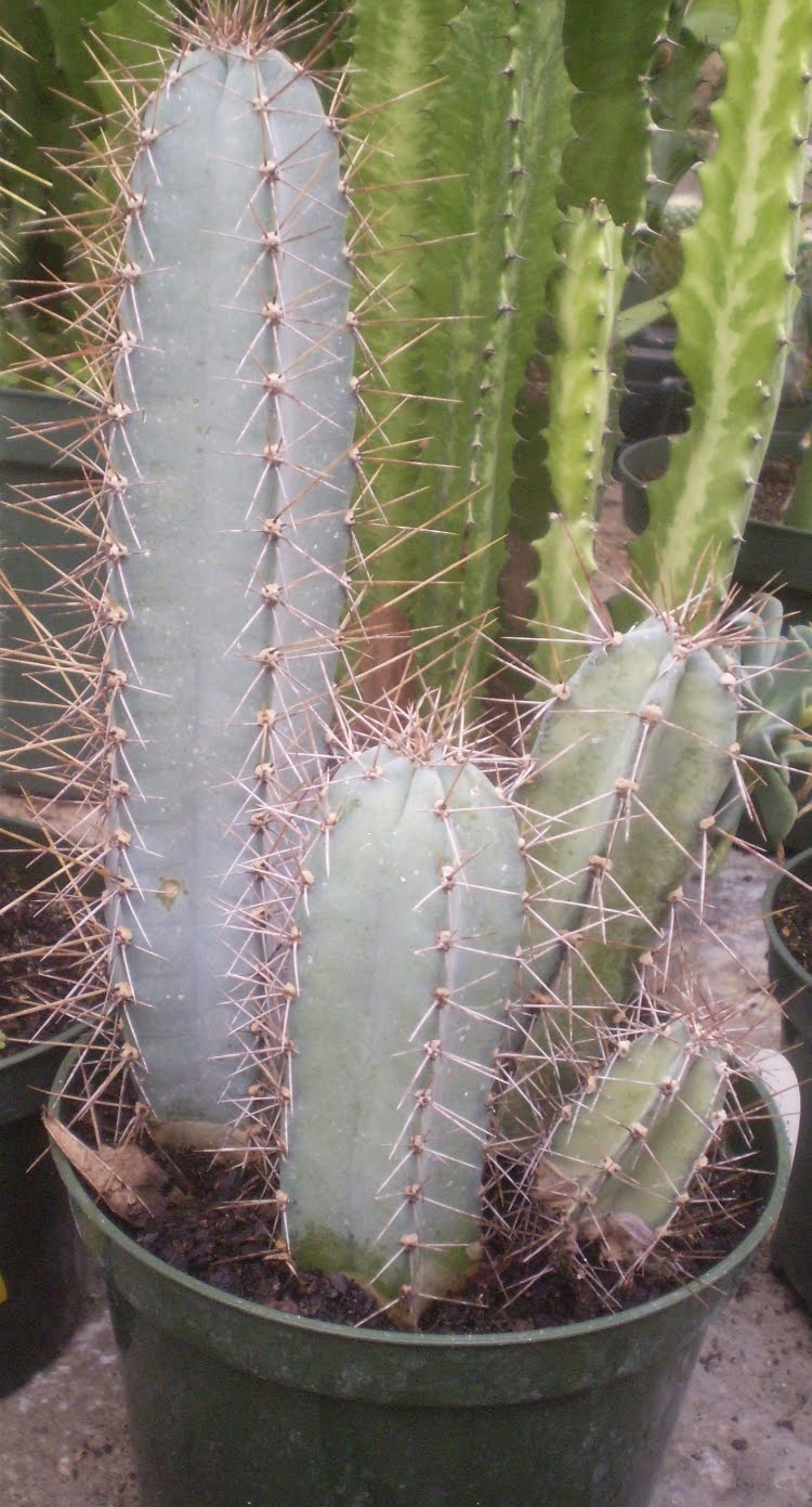 pilosocereus pachycladus