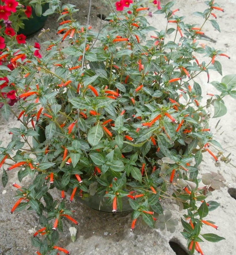 Plants Are The Strangest People List Houseplants Which Have As Far I Know Cuphea Ignea Flowers Are Always This Red Orange Color