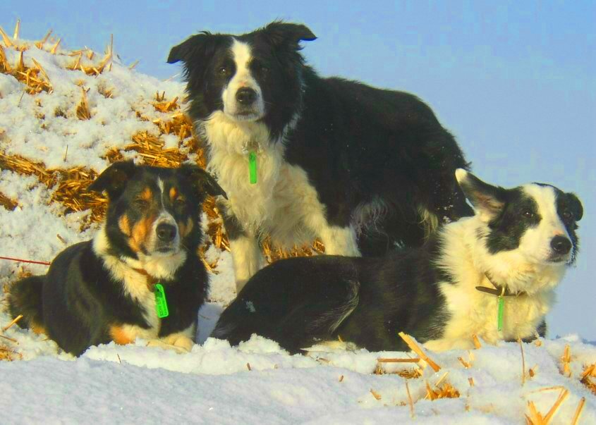 [Trio+cropped+a.JPG]