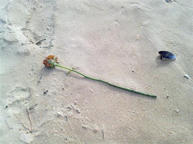 [08112009165+(Small).jpg]
