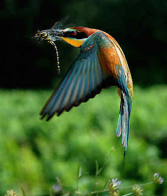 Beautiful Birds on Beautiful Birds      Subhanallah