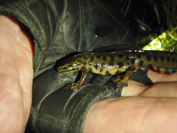 [smoothnewt.JPG]