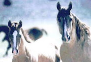 Wild Horse Foundation
