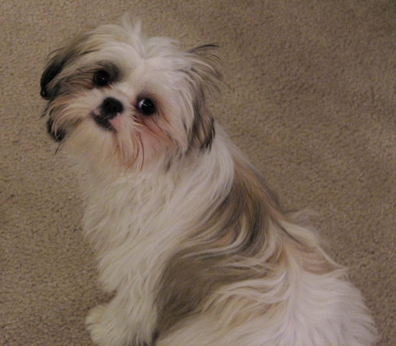 Shih+tzu+haircuts+pictures