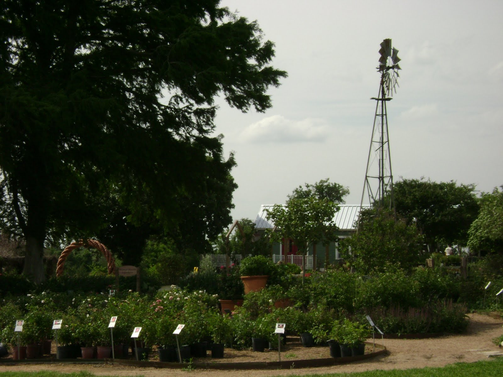 A Daily View Trip to the Antique Rose Emporium Independence Display