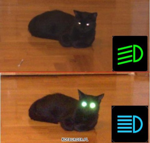 [funny+cats04.jpg]