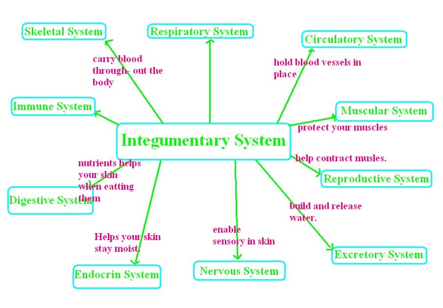 Erin Anatomy Integumentary System Graphic Organizer