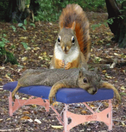 Squirels Massaging