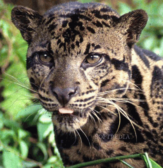 wildnature big cat pics big cats 567x584 wildnature big cat pics big cats 567x584