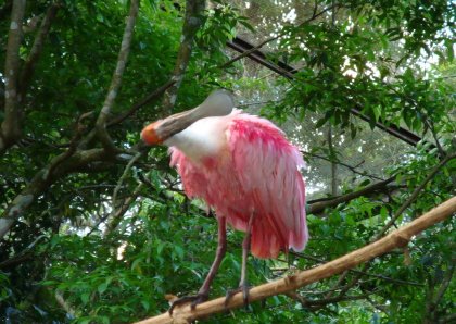 [DSC01979Colhereiro.JPG]