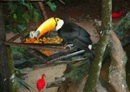 [DSC01983Tucano.JPG]