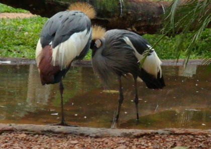 [DSC01996GrouCoroado.JPG]