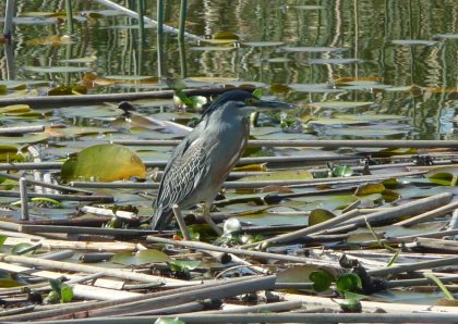 [DSC02373_P1040809Incognito.JPG]