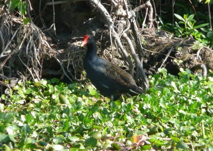 [DSC02373_P1040818PollonaNegra.JPG]