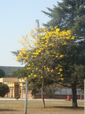 [DPSCamera____001LapachoAmarelo.JPG]