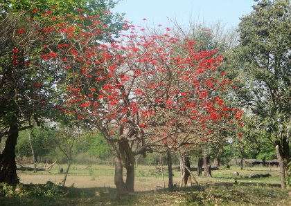 [DPSCamera____002Ceibo.JPG]