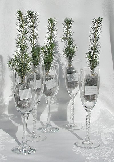 [plantamemory.jpg]