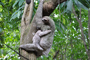 Three toed (or pale throated) sloth three toed sloth