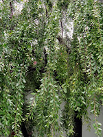 willow tree leaves willow tree leaves