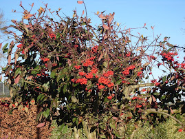 Irish berries