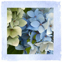 Go to donnafullerphoto.com