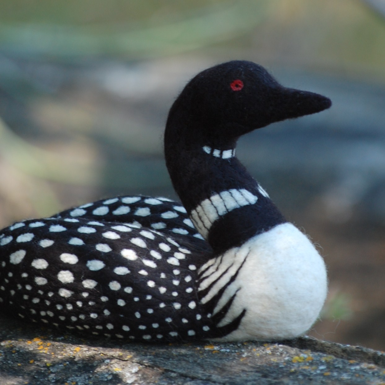 Loon Duck