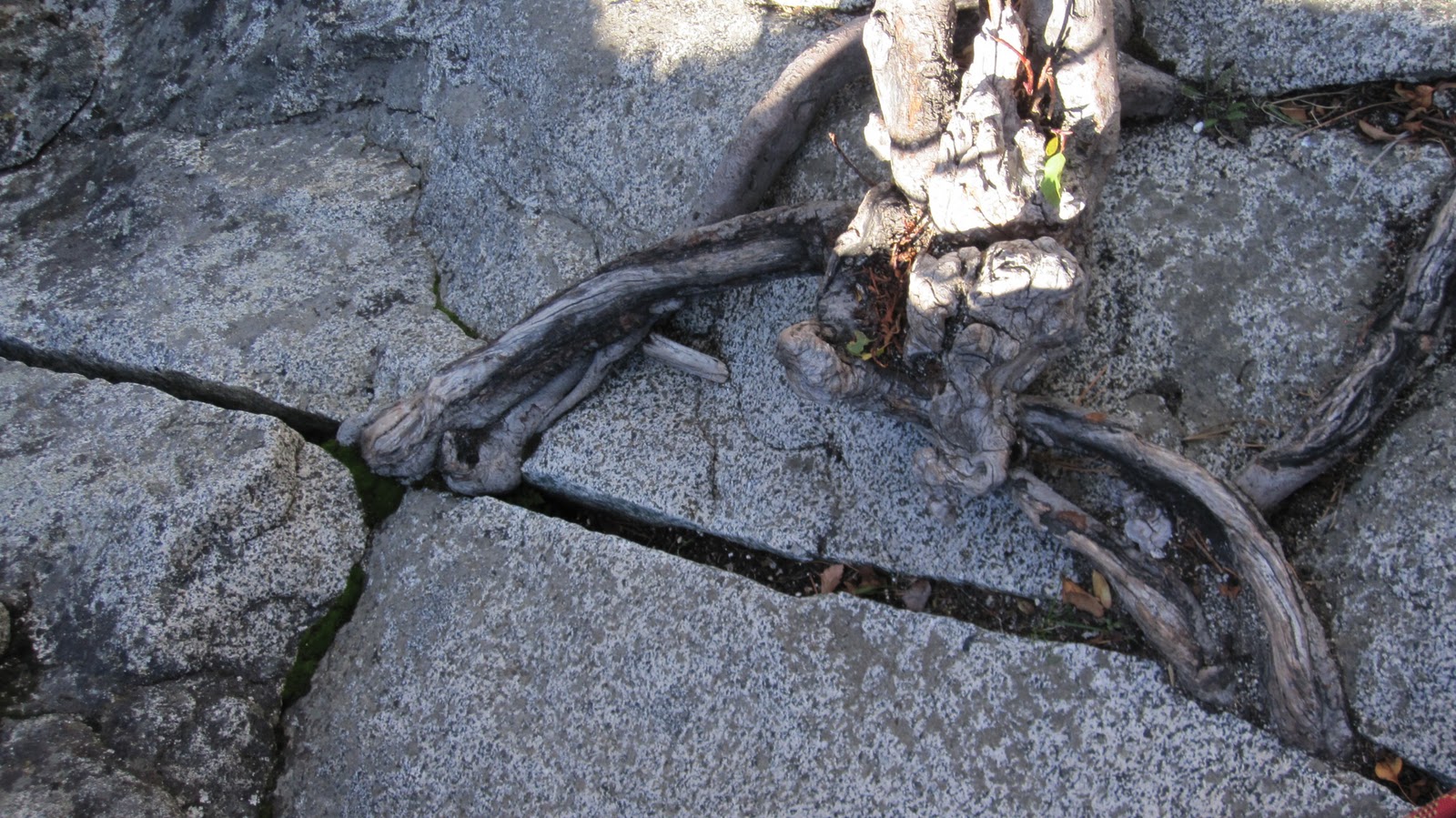 American Alpine Institute Climbing Blog Natural Anchors