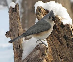 Tufted Titmouse