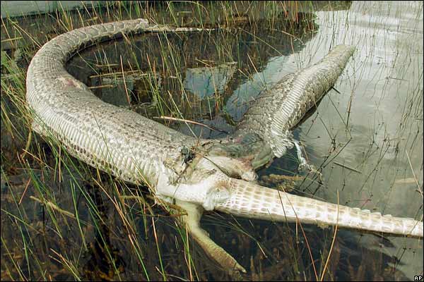 [python+vs+alligator.jpg]