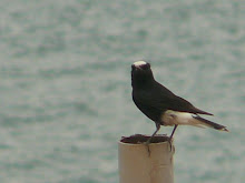 White Crowned Black Wheatear