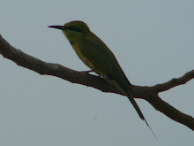 Little Green Bee-eater