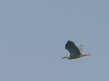 Night Heron