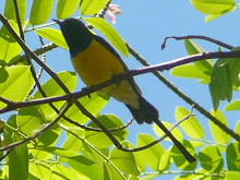 Nile Valley Sunbird