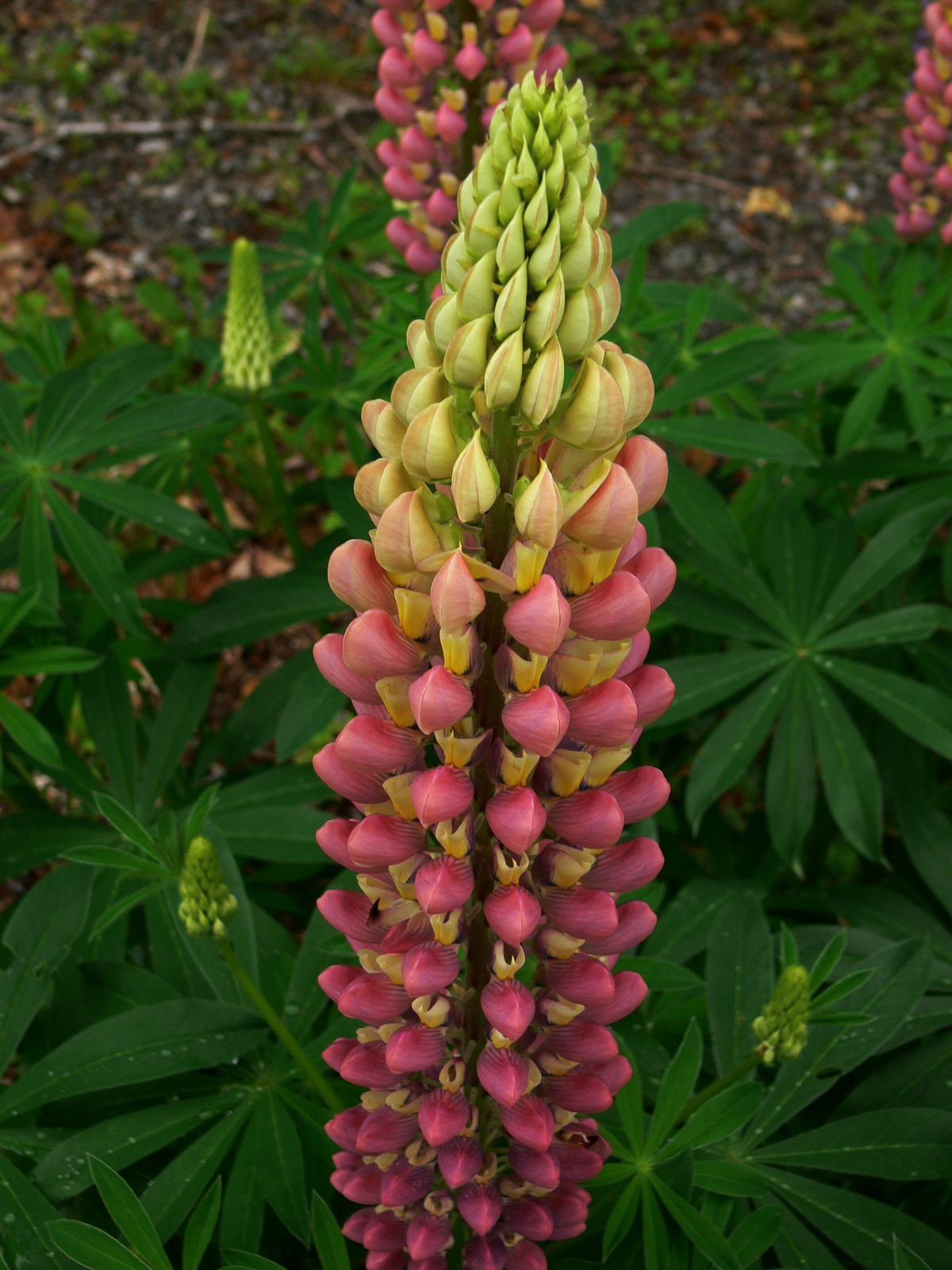 Wednesday Wildflowers Sundial And Skyblue Lupines