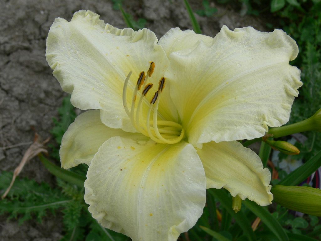 Hemerocallis Sunday Gloves