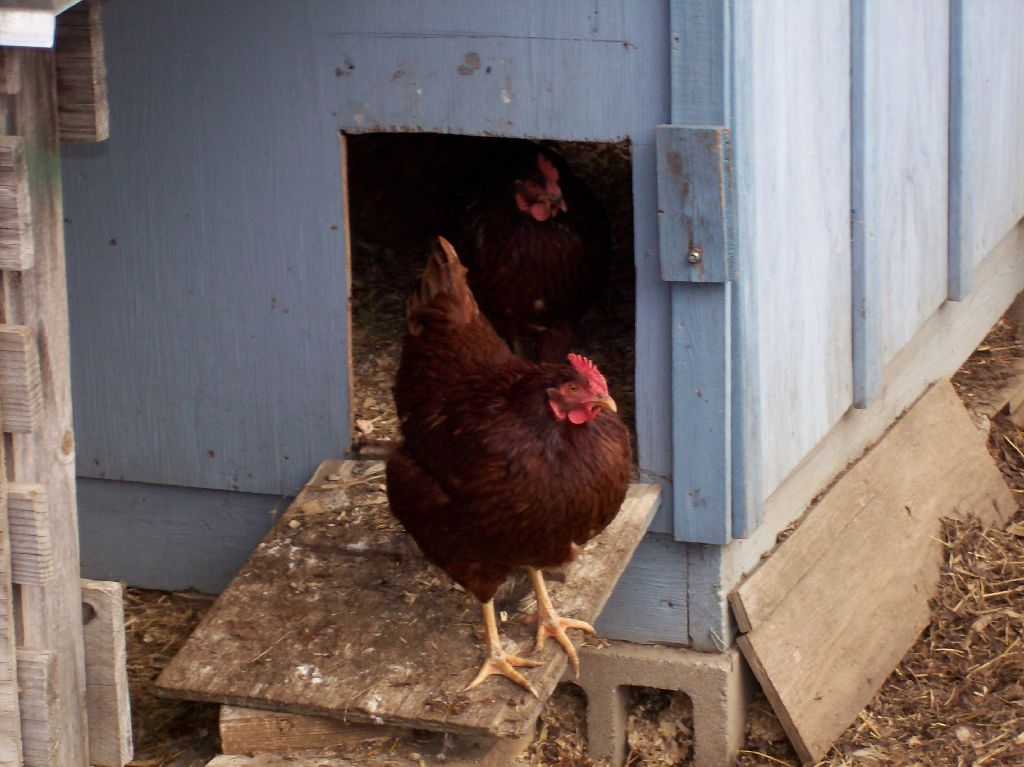 The Vermont Gardener "Green" Chickens