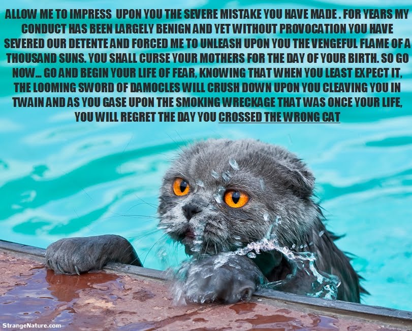 Funny Swimming Quotes