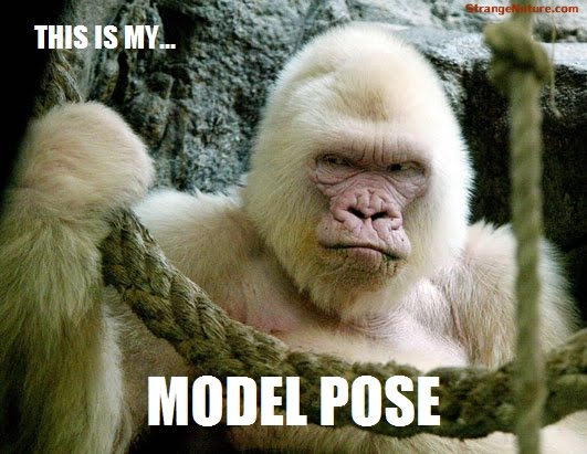 Funny Animals With Captions Funny Animals With Captions