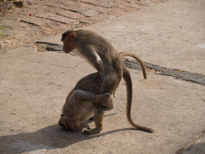 mating, humans mating with animals, pics of animals mating, mating ...